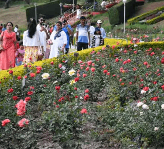Roses in full bloom at Ooty Rose Park - Tourists excited