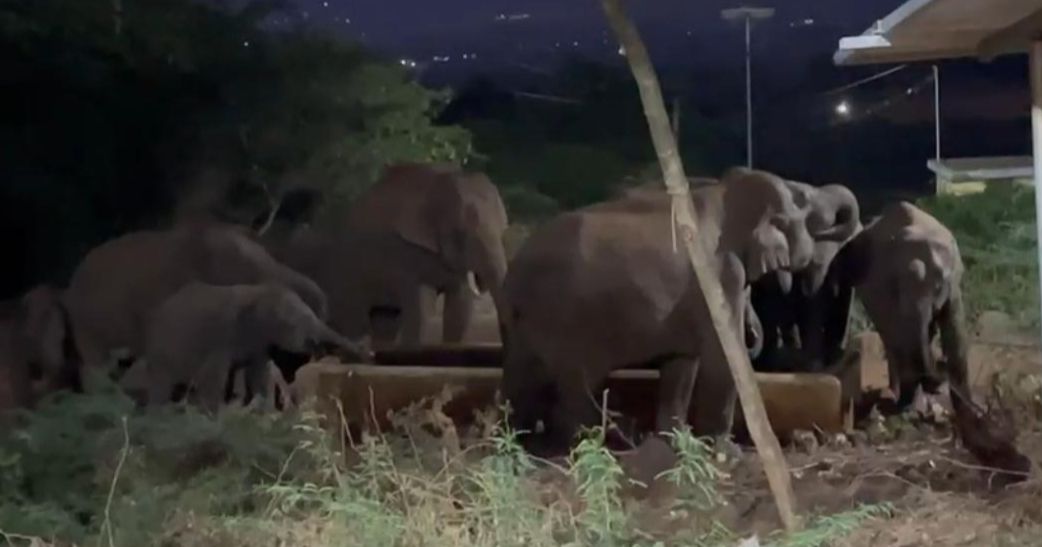 A herd of elephants invading the town - public panic