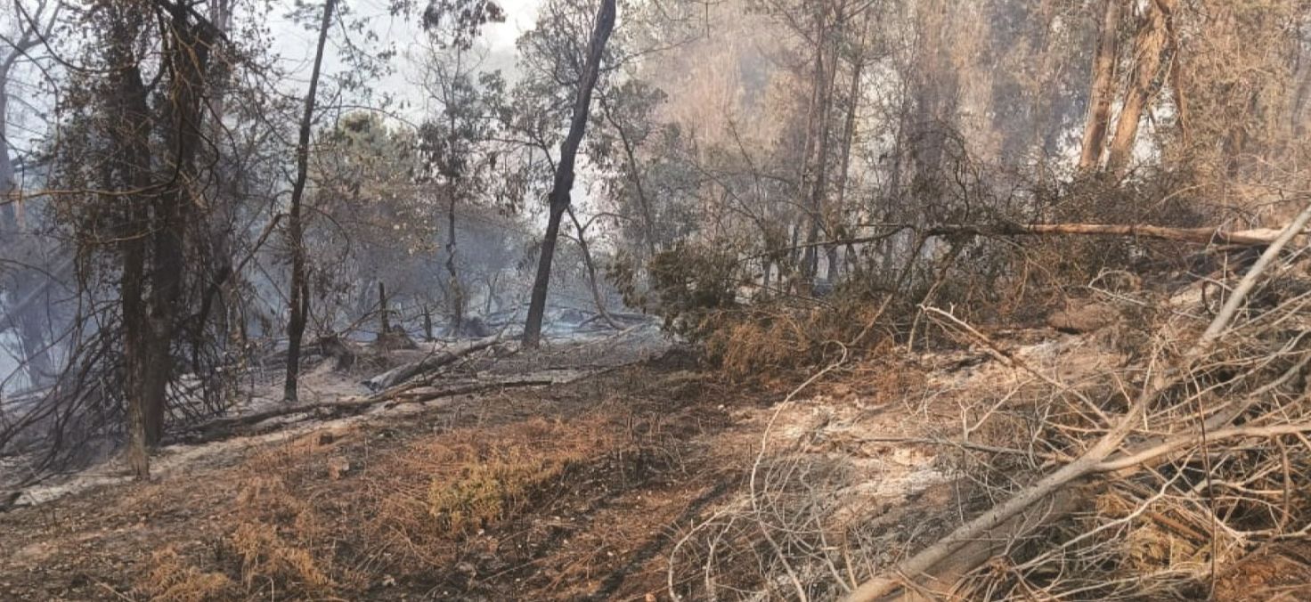 500 acres of trees destroyed in Kodaikanal Forest - Forest fire raging for 4th day